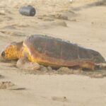 Turtle Experience in Boa Vista Island - Why This Tour Offers Exceptional Value