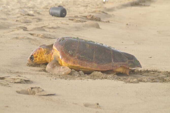 Turtle Experience in Boa Vista Island - Why This Tour Offers Exceptional Value