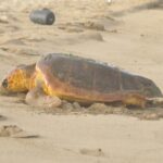 Turtle Experience in Sal island - Final Thoughts: Is It Worth It?