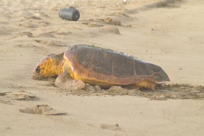 Turtle Experience in Sal island - Final Thoughts: Is It Worth It?