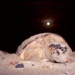Turtle Watching Adventure - Who Should Consider This Tour?