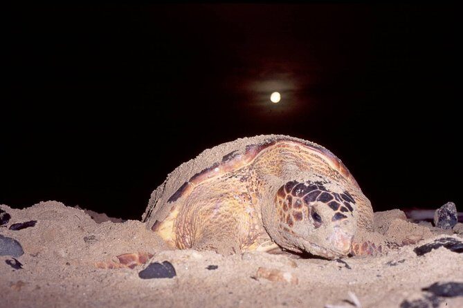 Turtle Watching Adventure - Who Should Consider This Tour?