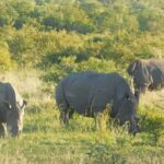 Two day Kruger National Park Safari from Johannesburg - Is This Tour Right for You?