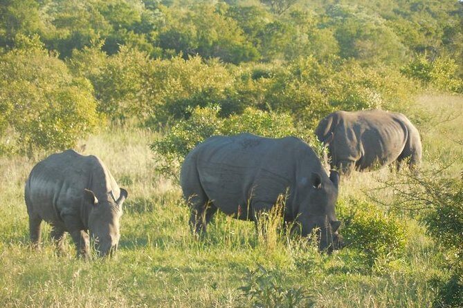 Two day Kruger National Park Safari from Johannesburg - Is This Tour Right for You?