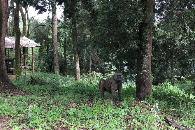 Two days Lake Wenchi and Menagesha Forest - Authentic Experiences and What Travelers Say