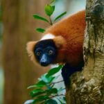 Two days tour to Andasibe NP - The Experience in Detail