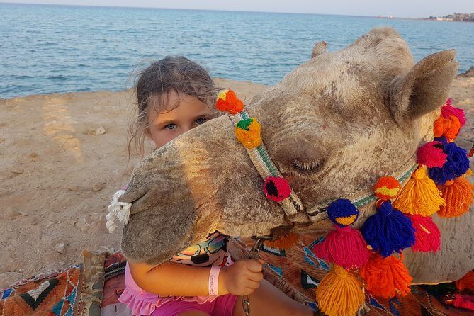 Two hours Camel Riding At Amazing Desert With Transfer - Marsa Alam - The Sum Up