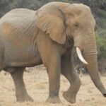Two Nights (Mid-Range) Amboseli safari - What to Expect from Your 4-Day Kenya Safari
