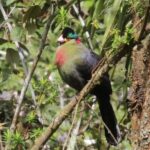 Uganda 4 days Gorilla Trekking - What Makes This Tour Stand Out?