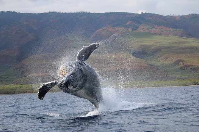 Ultimate 2 Hour Exclusive VIP Whale Watch Tour - Practical Considerations