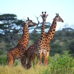 Ultimate Guide For The Best 4-Days Serengeti Safari in Tanzania - What Makes This Safari Stand Out?