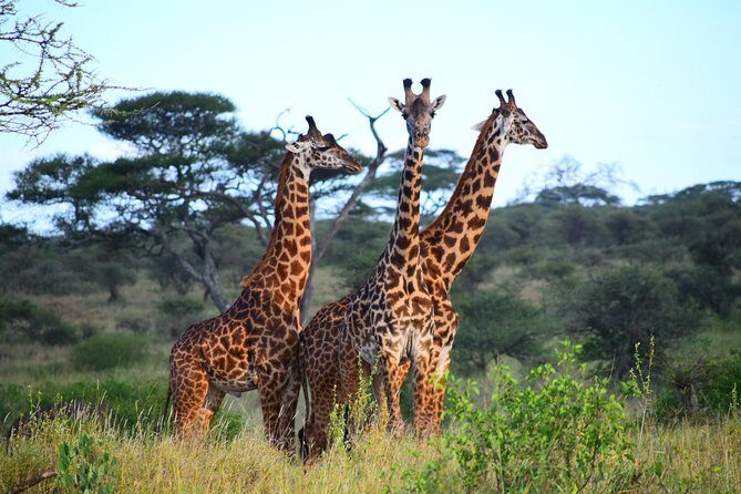 Ultimate Guide For The Best 4-Days Serengeti Safari in Tanzania - What Makes This Safari Stand Out?