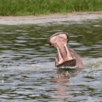 Ultimate Uganda Luxury Safari - 14 Days - FAQs