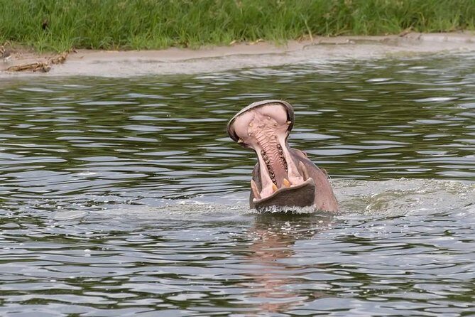 Ultimate Uganda Luxury Safari - 14 Days - FAQs