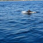 Umag: Snorkeling & dolphin watching morning boat tour - What’s Included and What’s Not
