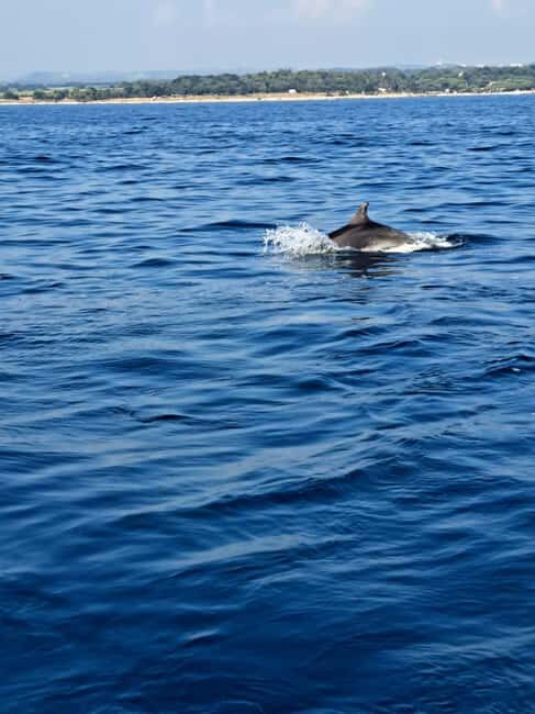 Umag: Snorkeling & dolphin watching morning boat tour - What’s Included and What’s Not