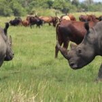 Unforgettable 3 days Murchison falls. - Authentic Experiences from Reviewers
