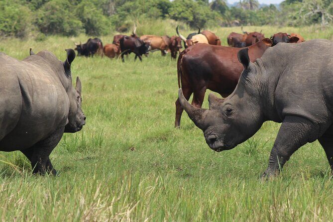 Unforgettable 3 days Murchison falls. - Authentic Experiences from Reviewers
