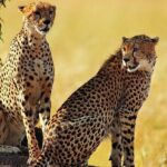 Unforgettable 5 days Tanzania Private Budget Camping safari - What Reviewers Say