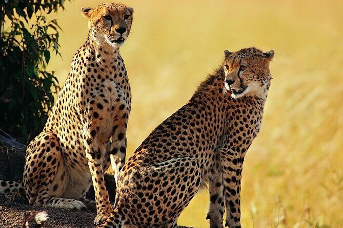 Unforgettable 5 days Tanzania Private Budget Camping safari - What Reviewers Say