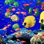 Unforgettable Submarine Trip with Snorkeling from Hurghada - Authentic Insights from Reviewers