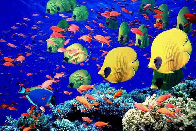 Unforgettable Submarine Trip with Snorkeling from Hurghada - Authentic Insights from Reviewers