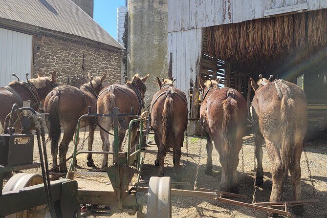 Unique Amish Immersion in Lancaster - FAQs