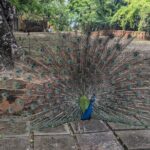 Unique private Stone Town tour & Prison Island tour in Zanzibar - In-Depth Look at the Itinerary