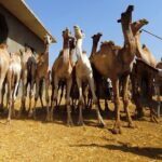 Unusual Tour To The Camel Market Of Birqash - How to Make the Most of Your Visit