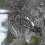 Ushuaia: Birding Tour in Tierra del Fuego National Park - The Bird List: What You Might See