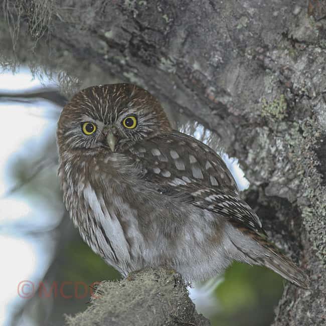 Ushuaia: Birding Tour in Tierra del Fuego National Park - The Bird List: What You Might See