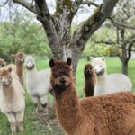 Vaihingen an der Enz: Guided alpaca hiking tour in idyllic countryside - The Experience in Practice