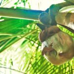 Vallee de Mai Tour (From Praslin) - Who Is This Tour Best For?