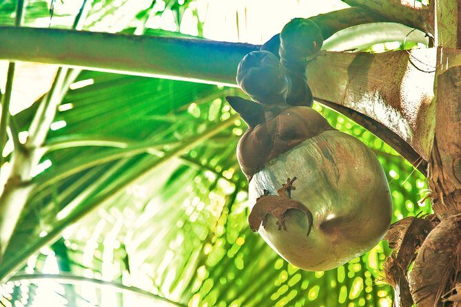 Vallee de Mai Tour (From Praslin) - Who Is This Tour Best For?