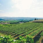 Valpolicella and Amarone Wine-tasting Tour from Verona - Practical Details & Considerations