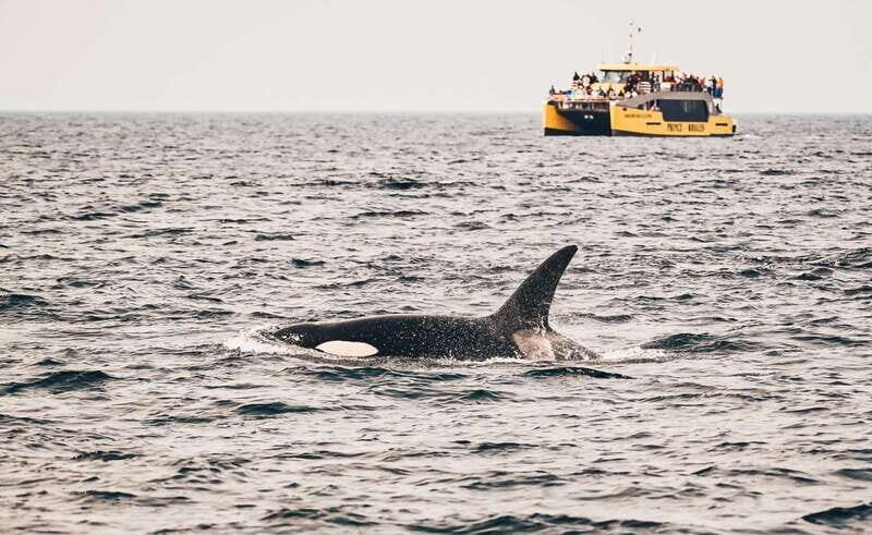 Vancouver: Covered Whale Watching Adventure with Free Photos - An Honest Look at the Vancouver Whale Watching Tour