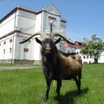 Velke Popovice: Kozel Brewery Tour with Beer Tasting - What Makes This Tour Stand Out?