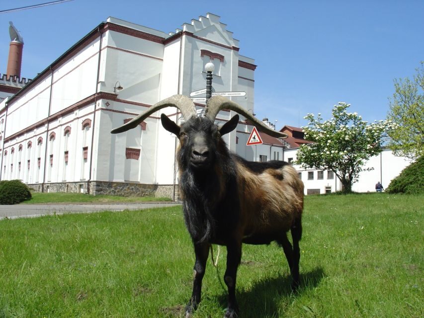 Velke Popovice: Kozel Brewery Tour with Beer Tasting - What Makes This Tour Stand Out?