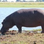 Victoria Falls & Safari Adventure: Both Sides Tour + Rhino Walk - The Sum Up