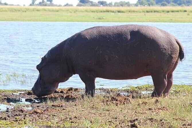 Victoria Falls & Safari Adventure: Both Sides Tour + Rhino Walk - The Sum Up