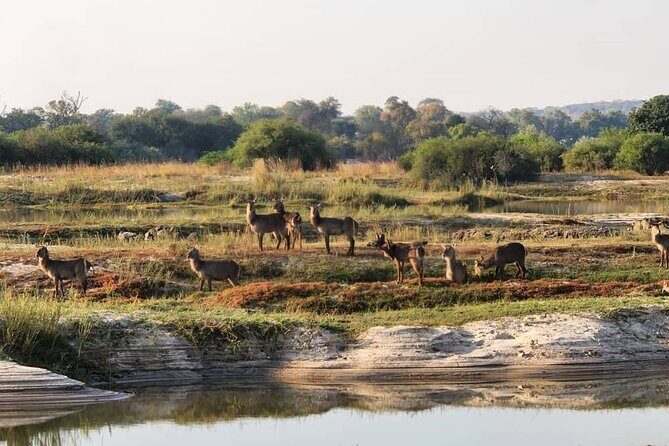 Victoria Falls Safari Tour Full Day - The Value of This Tour