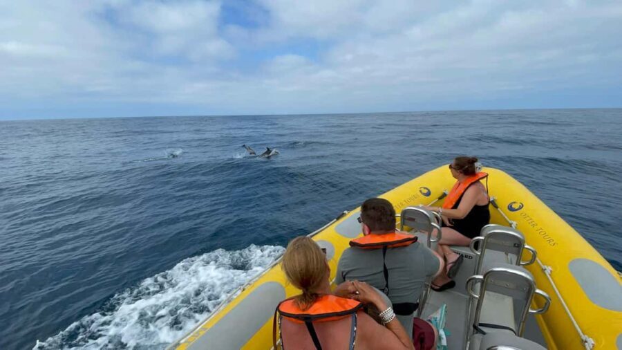 Vilamoura: Private boat Marine Wildlife Watching Safari - Breaking Down the Itinerary