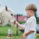 Vilnius-Trakai: Private Alpaca Farm Tour - Practical Details and Tips
