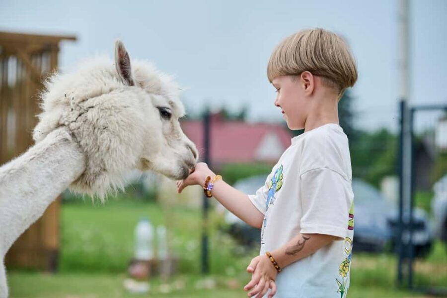 Vilnius-Trakai: Private Alpaca Farm Tour - Practical Details and Tips