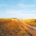 Vineyard Tour in Al Mafraq Governorate - Who Will Love This Tour?