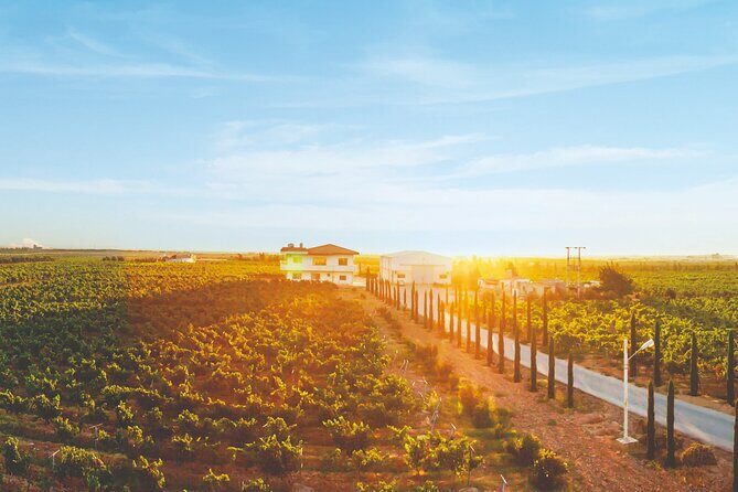 Vineyard Tour in Al Mafraq Governorate - Who Will Love This Tour?