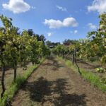 Vinho Verde - Wine Tasting with Transportation - What to Expect in Terms of Logistics