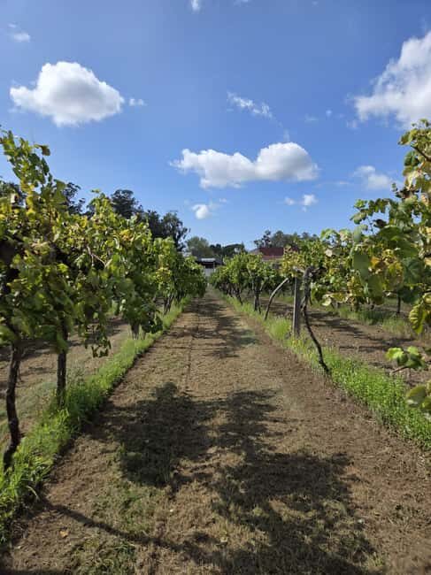 Vinho Verde - Wine Tasting with Transportation - What to Expect in Terms of Logistics