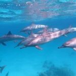 ViP Full Day Swimming With Dolphin Sea Trip With Lunch - Hurghada - Weather and Sea Conditions