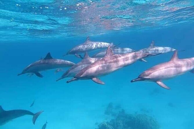 ViP Full Day Swimming With Dolphin Sea Trip With Lunch - Hurghada - Weather and Sea Conditions